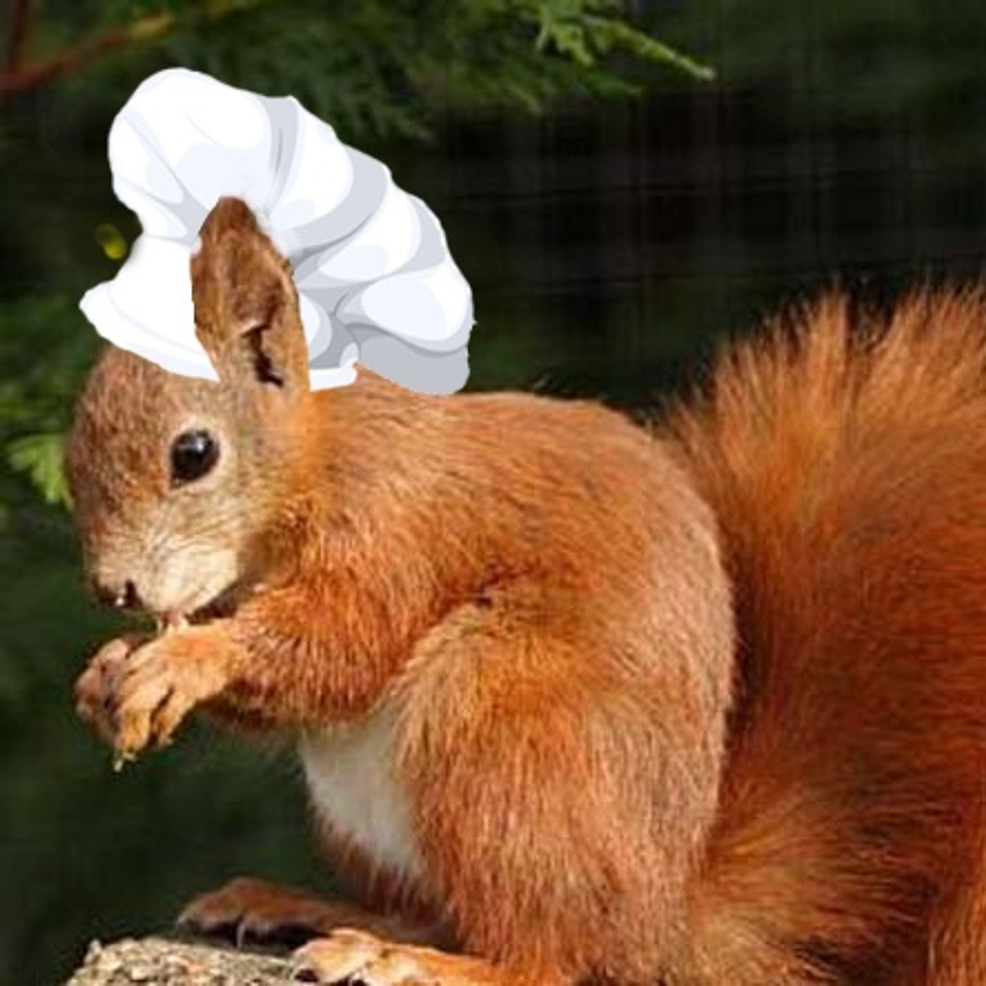 Voci dal Bosco "In cucina con Scoiattolina"