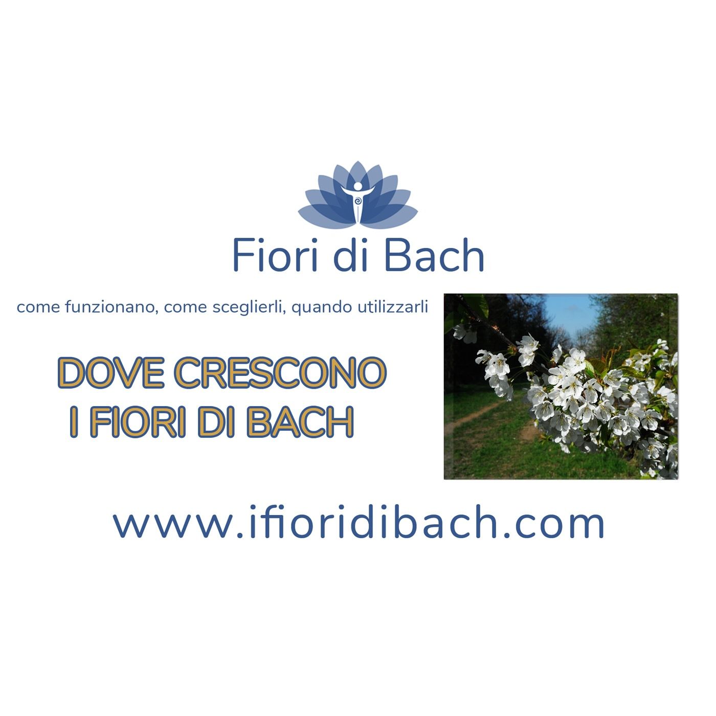 01-dove crescono-fiori-di-bach