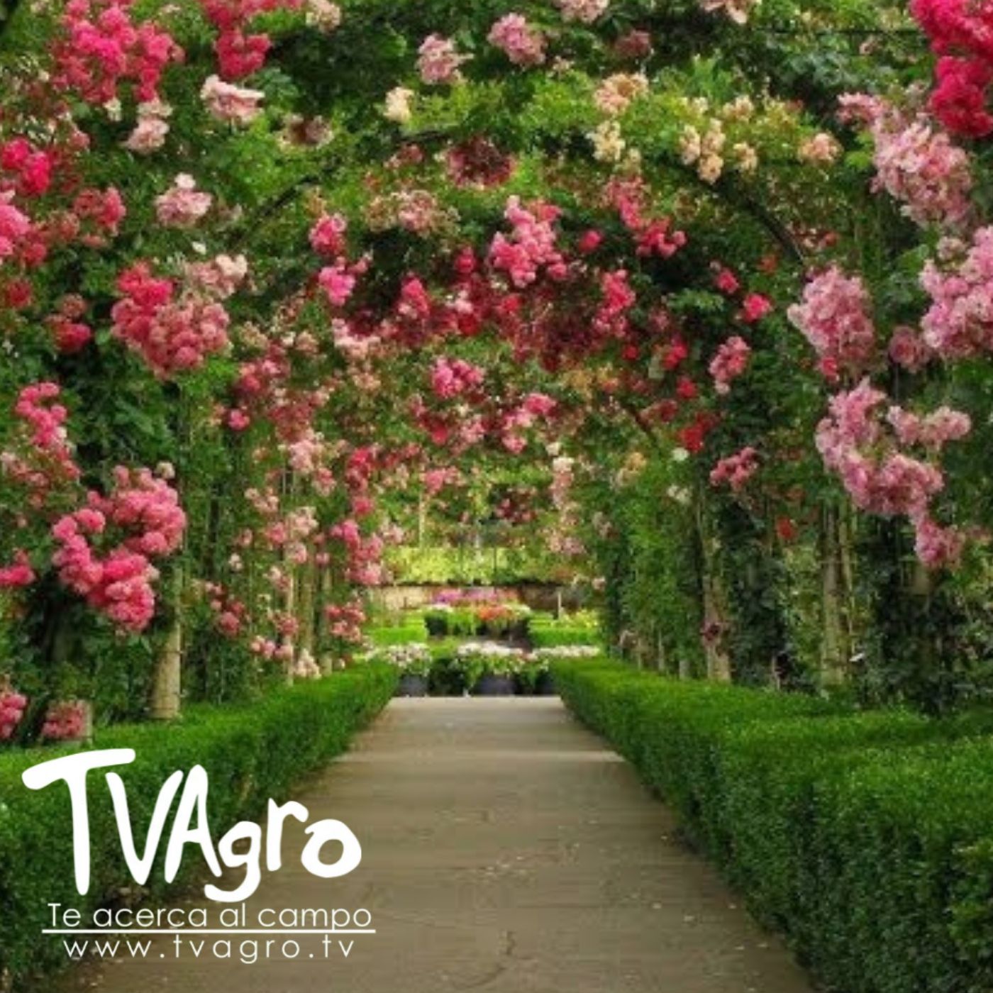 TV AGRO