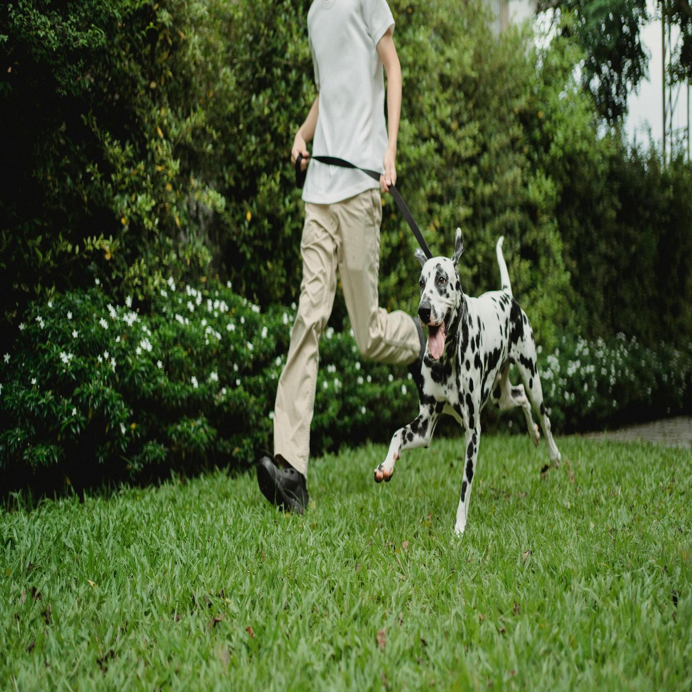 Nathaniel DiRenzo - A Dedicated Dog Trainer episode artwork