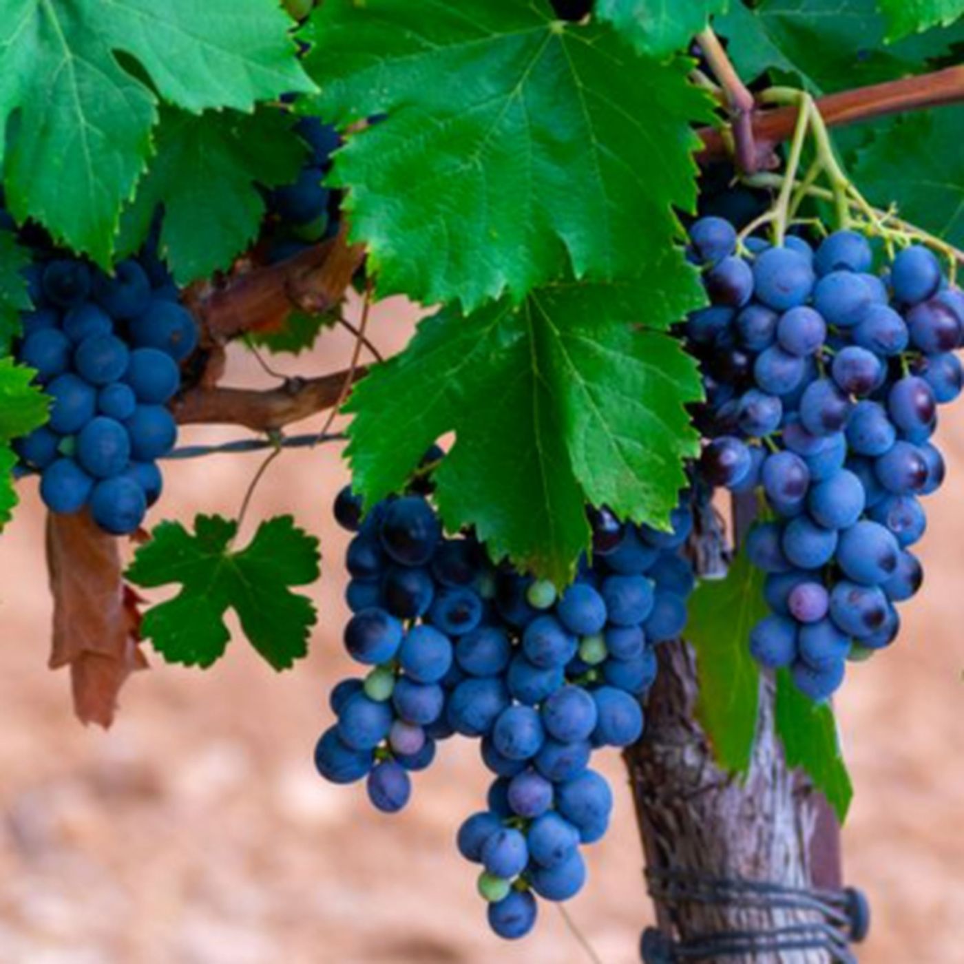 The World of Red Grenache Wines: Bold Colors and Delicious Tasting Notes episode artwork