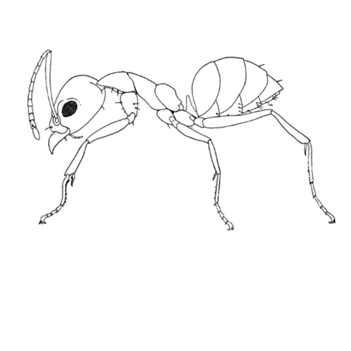 La hormiga Argentina