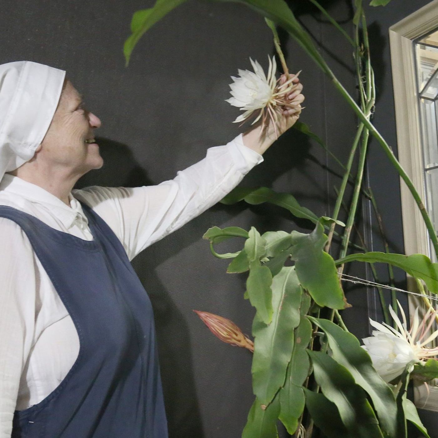 Rare night-blooming cereus opens at St. Patrick’s Church in La Salle episode artwork