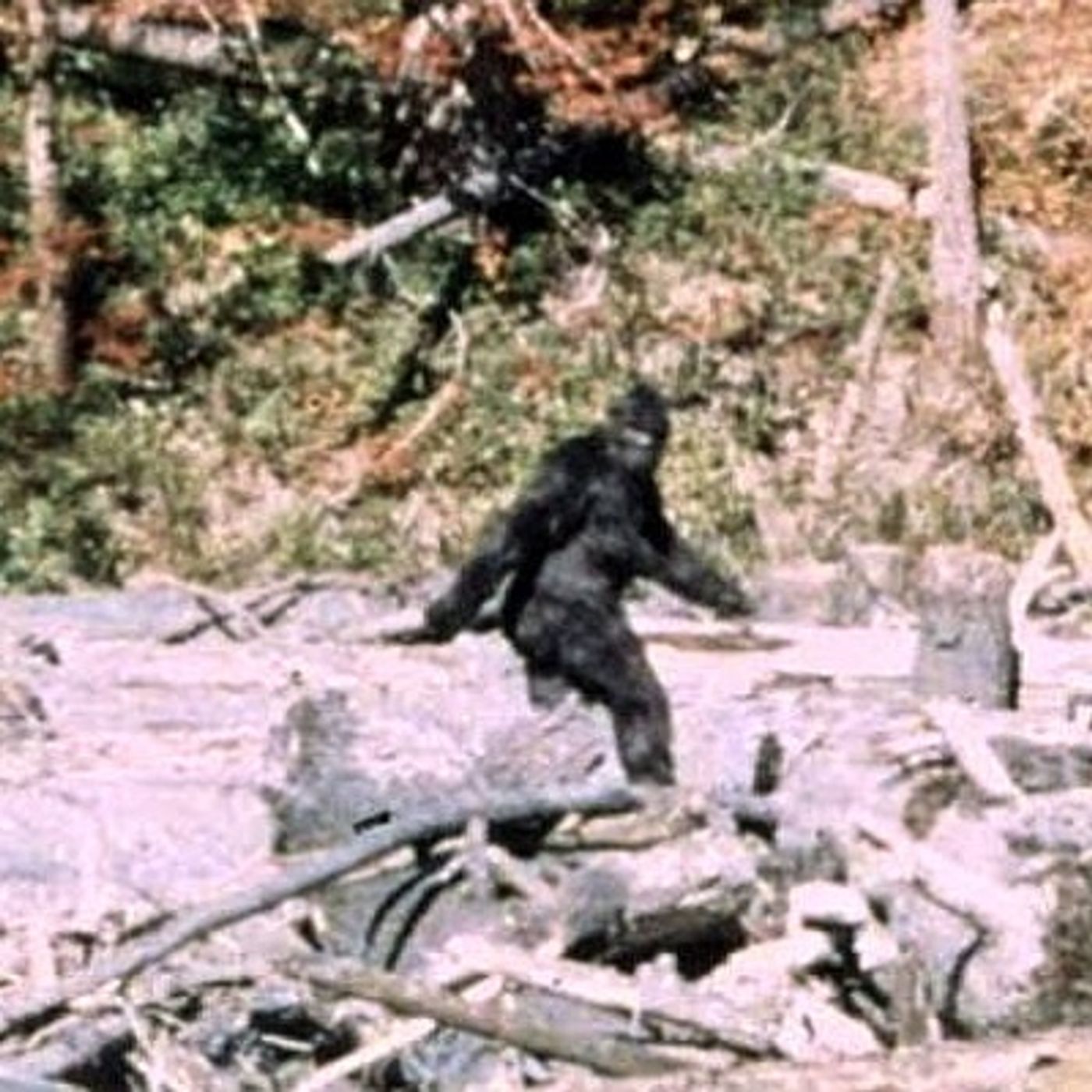 Rob McConnell Interviews - MICHAEL TOWNSEND - Scientific Proof of Bigfoot Discovered