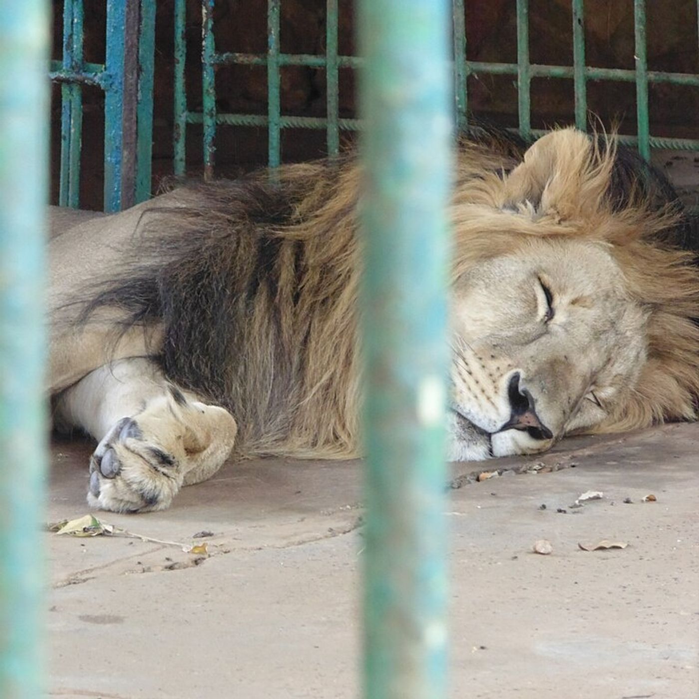 À la découverte du parc zoologique du Musée National Boubou Hama episode artwork