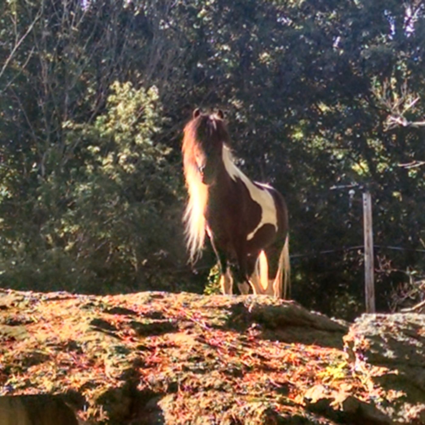 Liberty aka Devil Pony’s story-All the vices particularly Food Aggression!