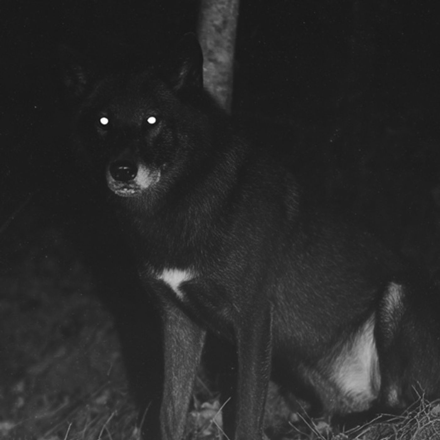 Mi Amigo Chancho Es Un NAHUAL Historias De Terror - REDE