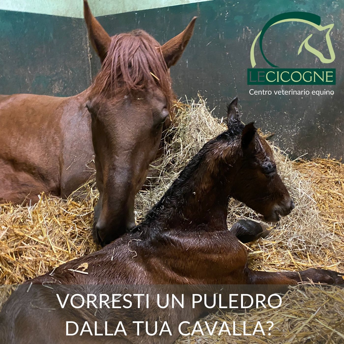 I cavalli: parliamo di salute e benessere
