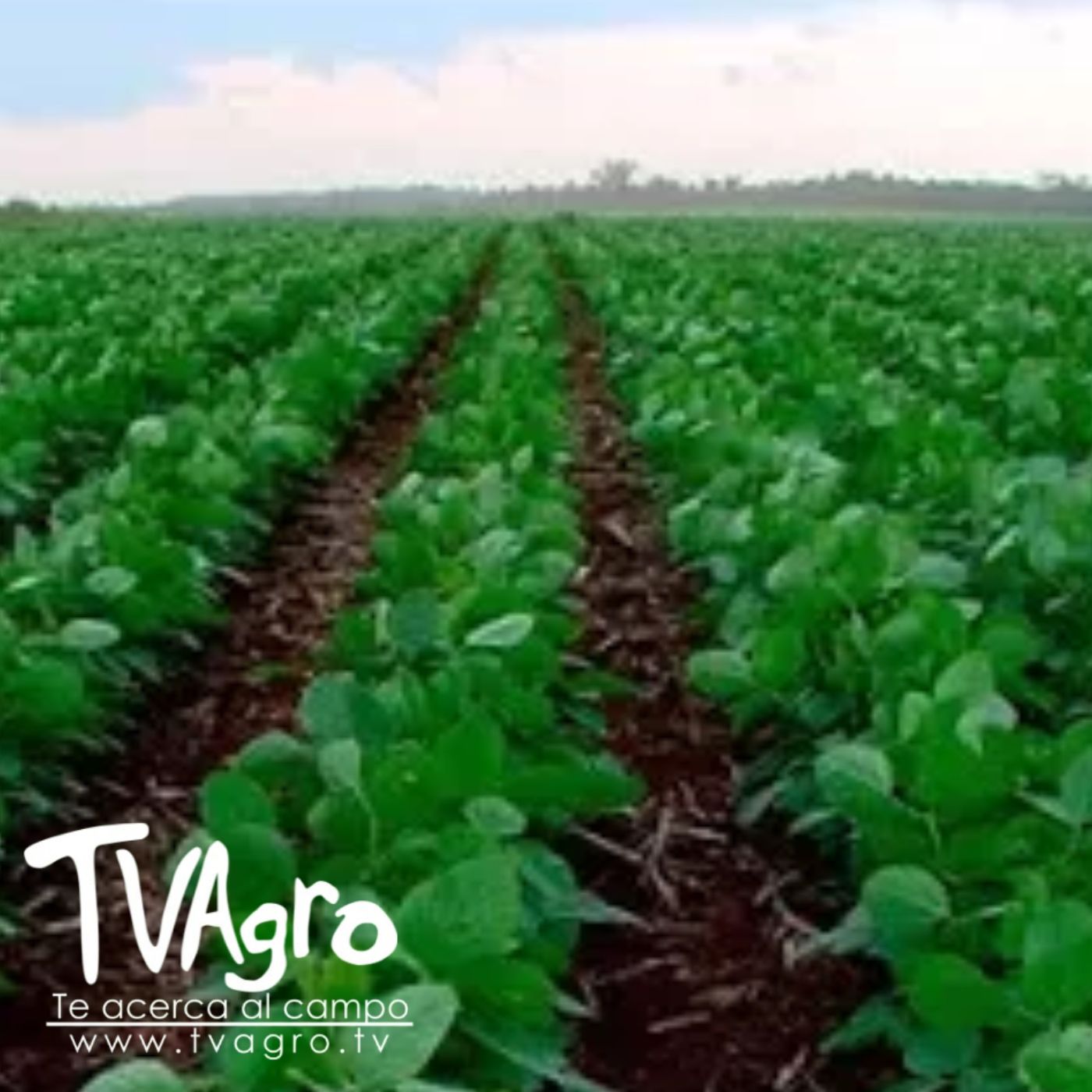 TV AGRO