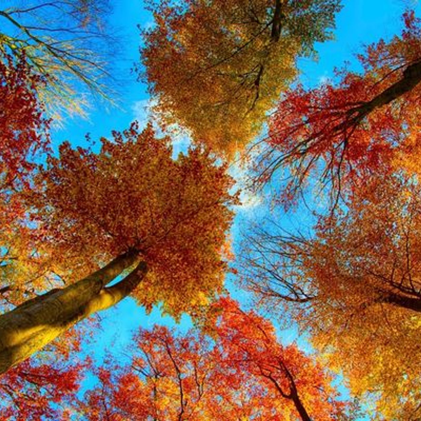 Une rando à vélo ce 16 octobre en Forêt de Soignes, reconnue à l'Unesco episode artwork