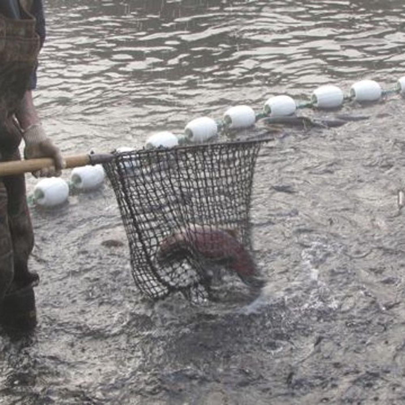 Scientists On the Trail of a Potential Salmon Killer episode artwork