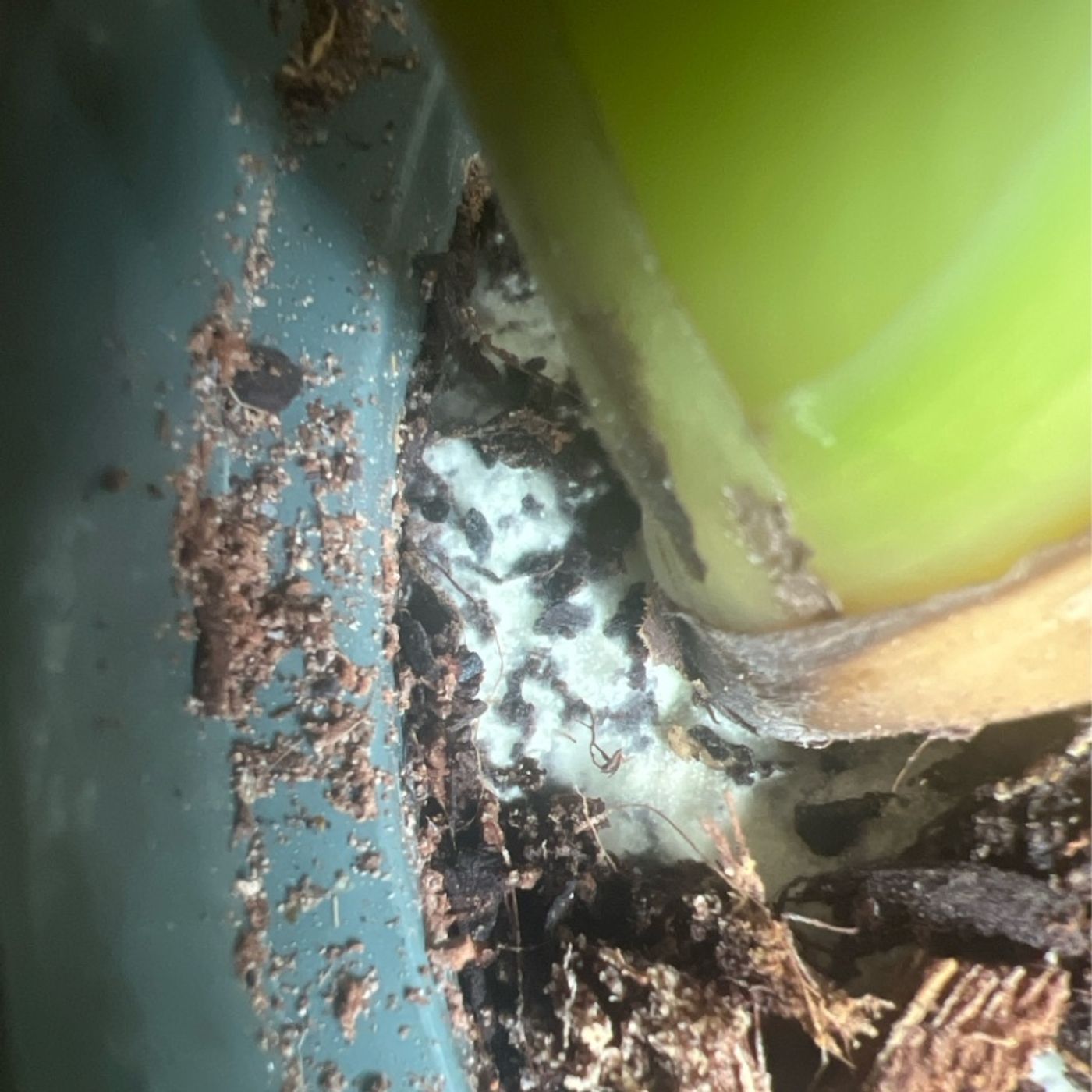 Episode 270 - Yellowing leaves, soil fungus, and community organizing!