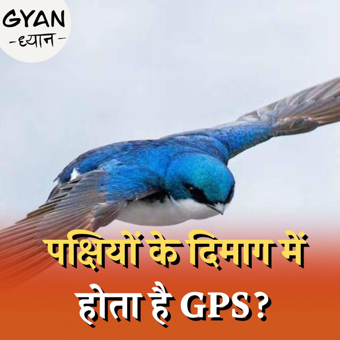 पक्षी अपने दिमाग में लगे GPS को ON-OFF कैसे कर लेते हैं?: ज्ञान ध्यान, Ep 738