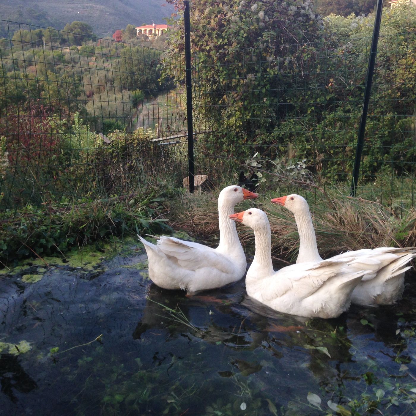 Meditare con la natura