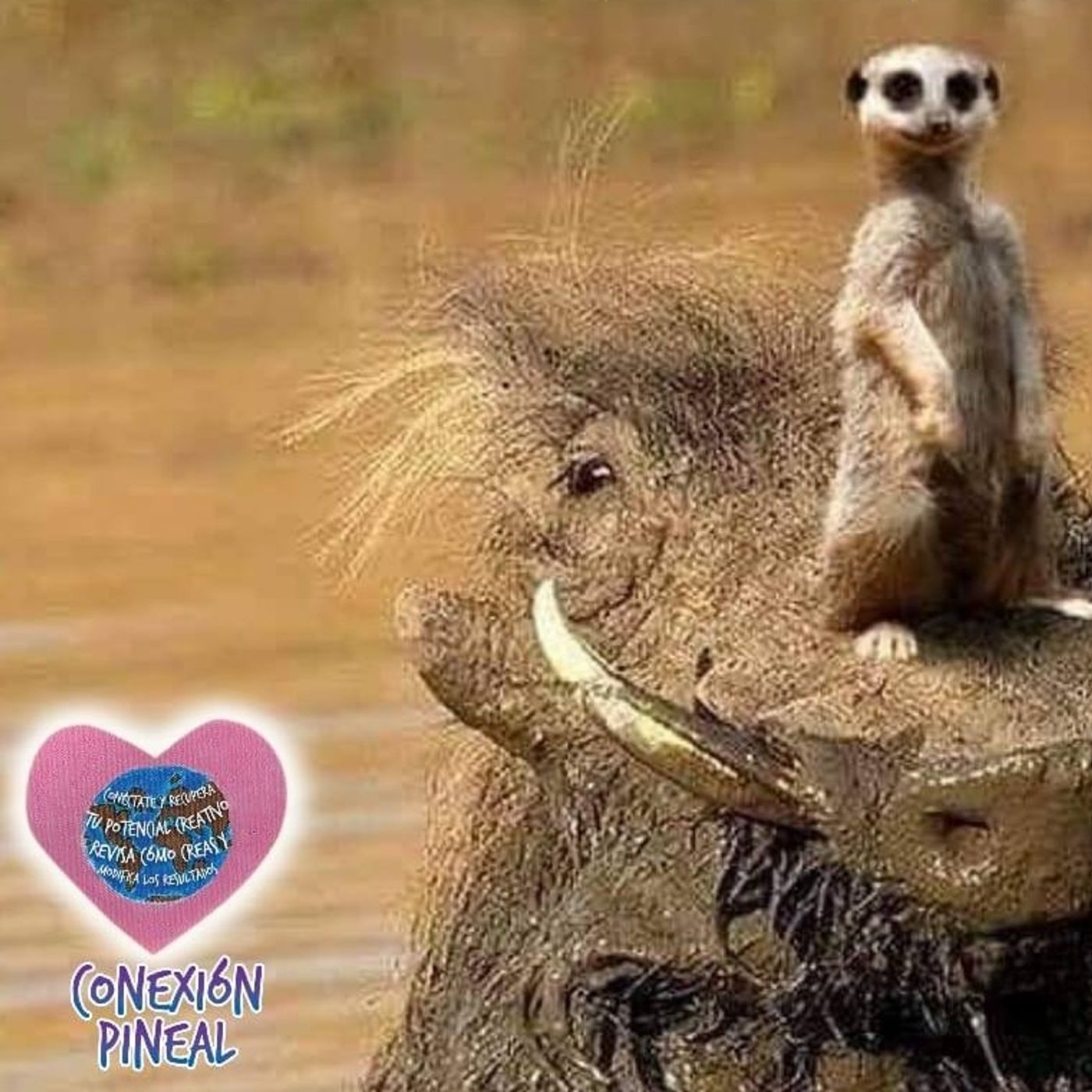 Portada de Conexion Pineal.