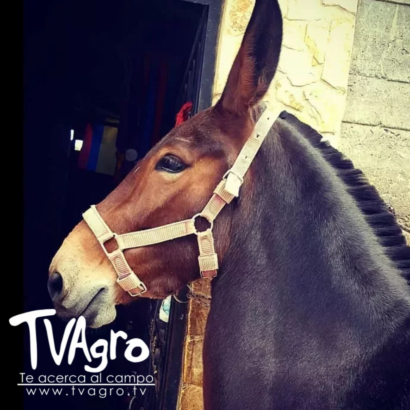 TV AGRO
