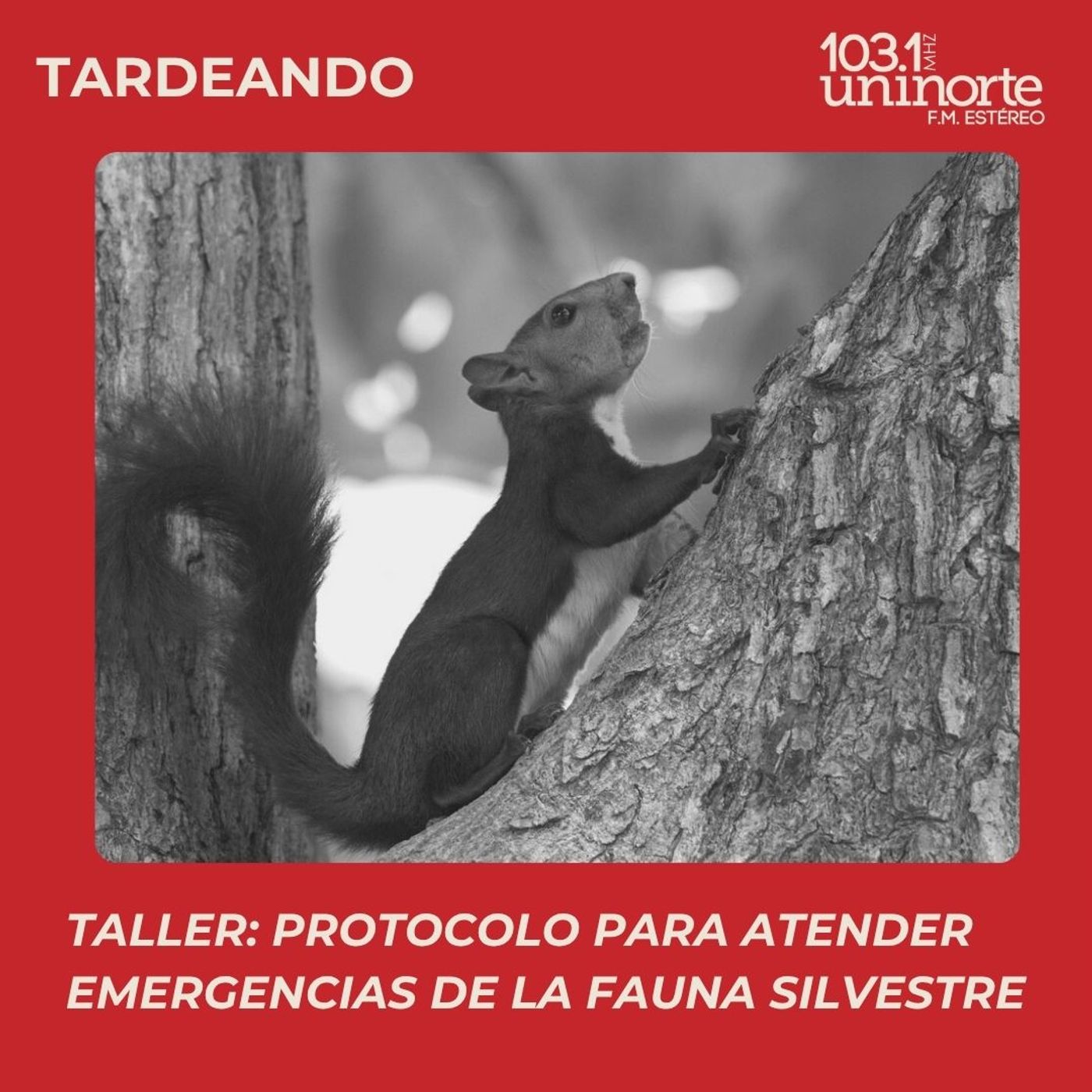 Taller Ecocampus :: Protocolo para atender emergencias de la fauna silvestre episode artwork