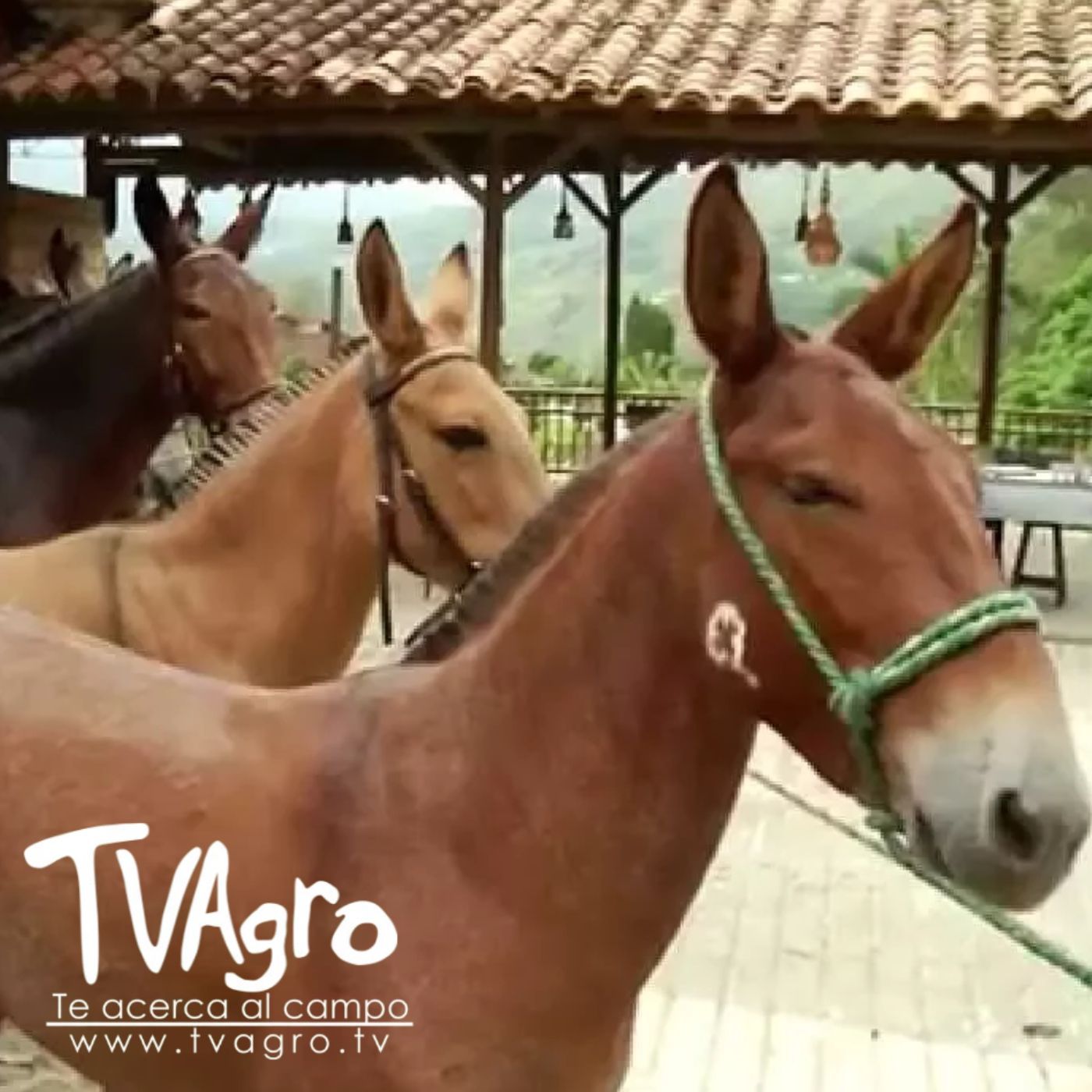 TV AGRO