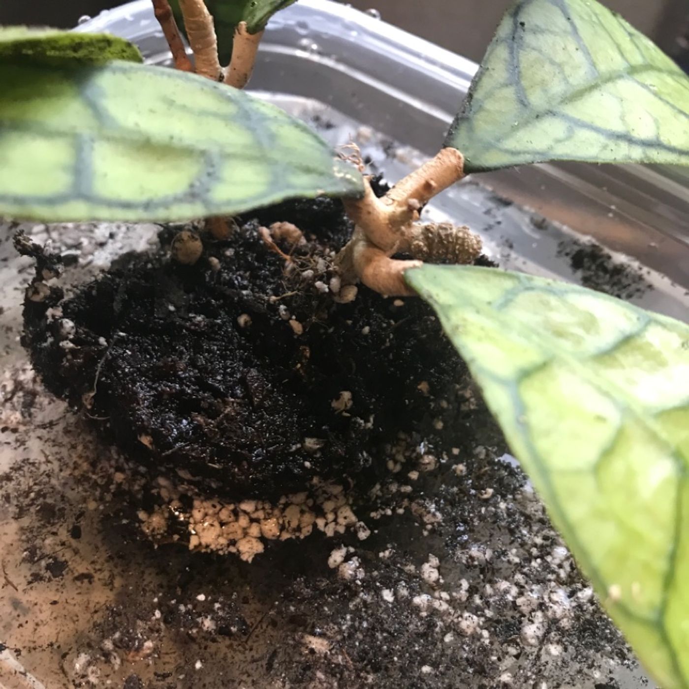 Episode 1: Repotting! Hydrogen bonds, soil physics, and just doing the thing.