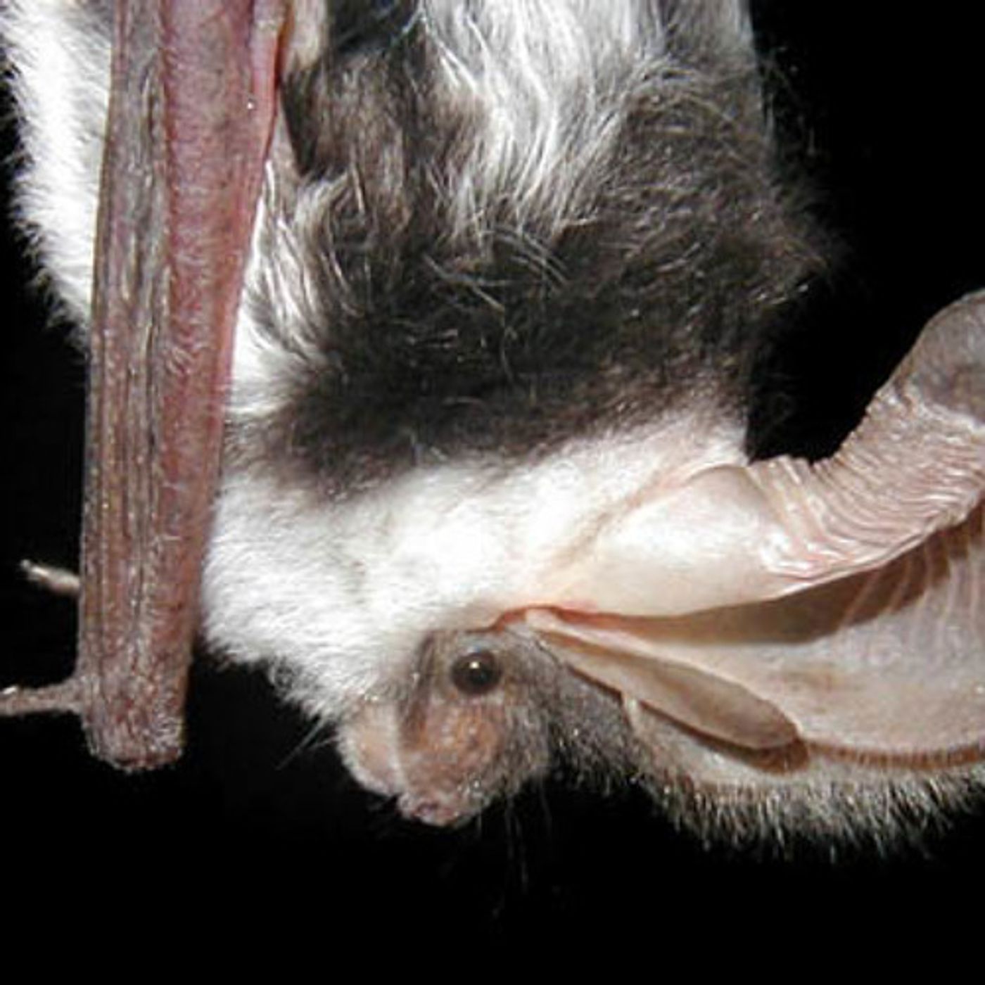 How To Listen For A Spotted Bat episode artwork