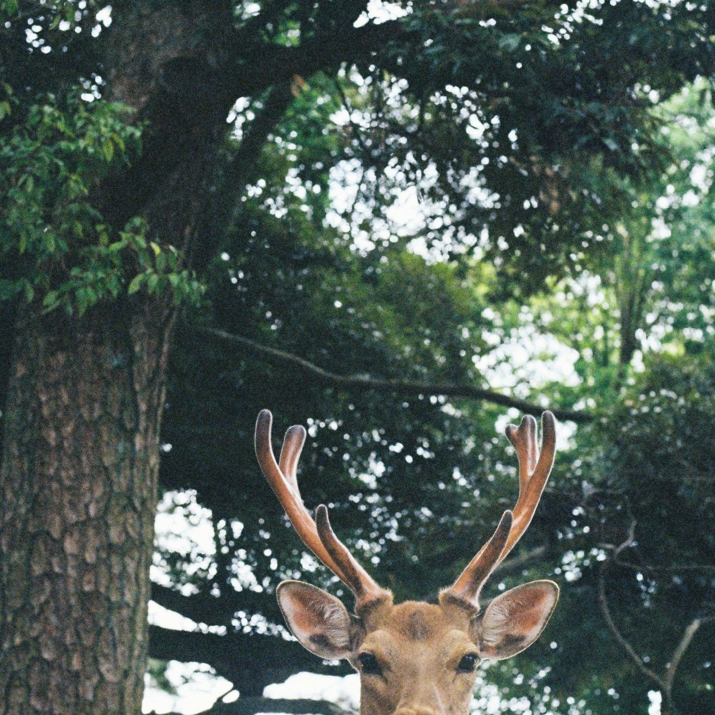 Enciclopedia de la risa