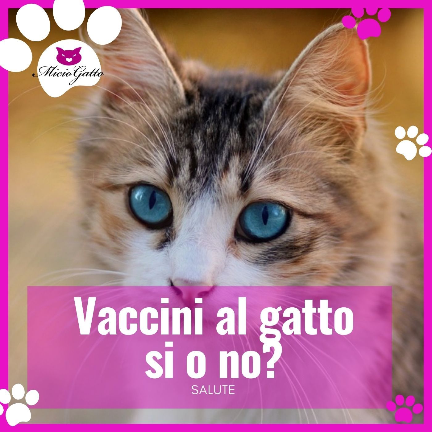 MicioGatto - Tutto sui gatti!