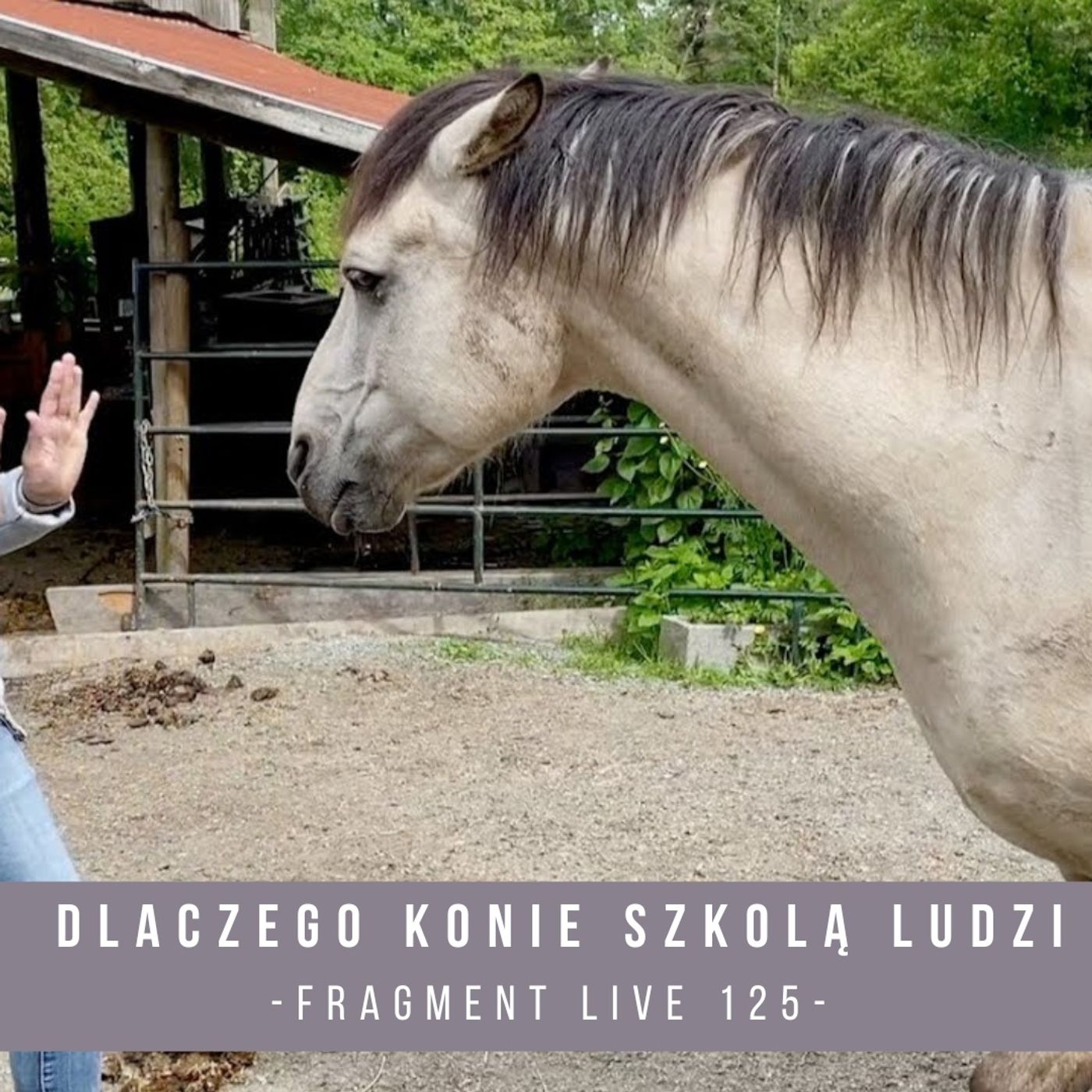 Dlaczego konie szkolą ludzi  - fragment live 125