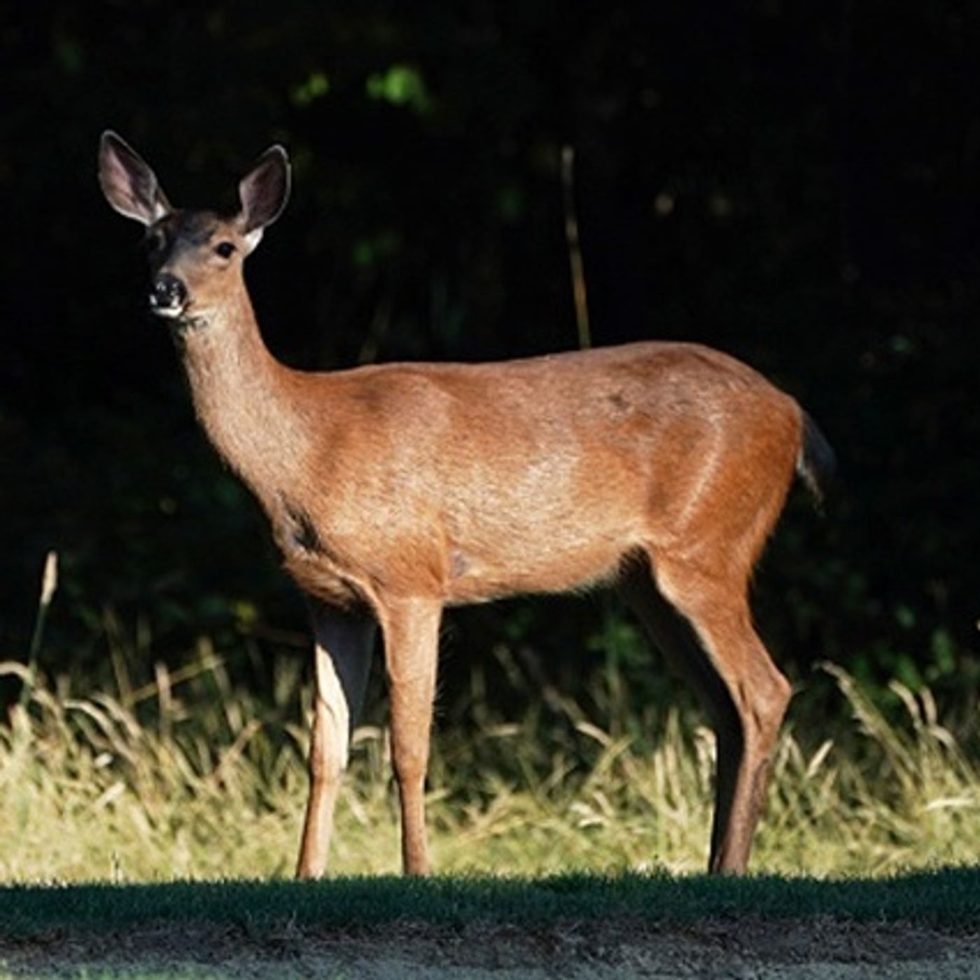(Joke of the Day) Park Visitor Throws Cash at Deer! episode artwork