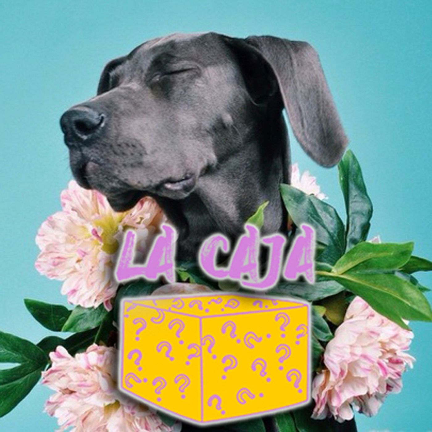 📦 LA CAJA 📦 episodio 16