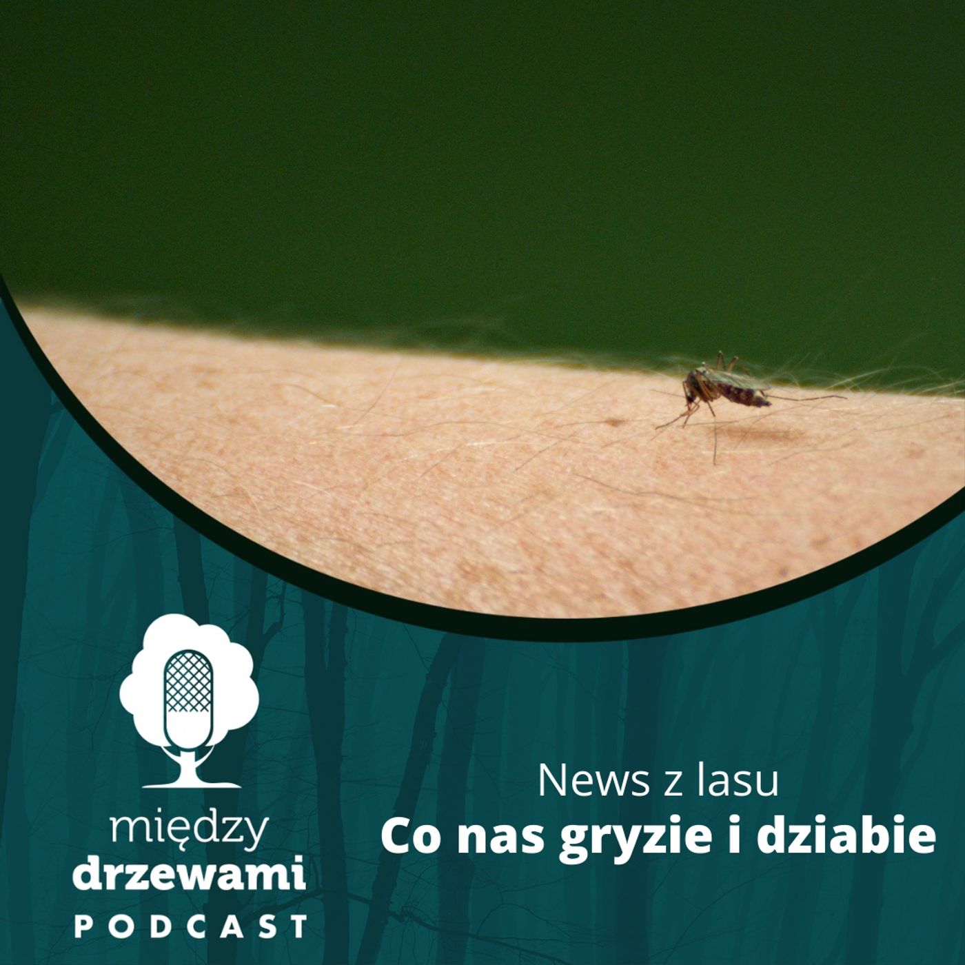 News z lasu - Co nas gryzie i dziabie [opowiada: Michał Wieciech] episode artwork