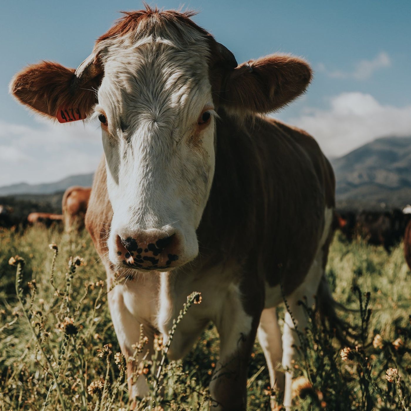 Sourcing Your Meat: Cattle Facts to Catch Your Interest episode artwork