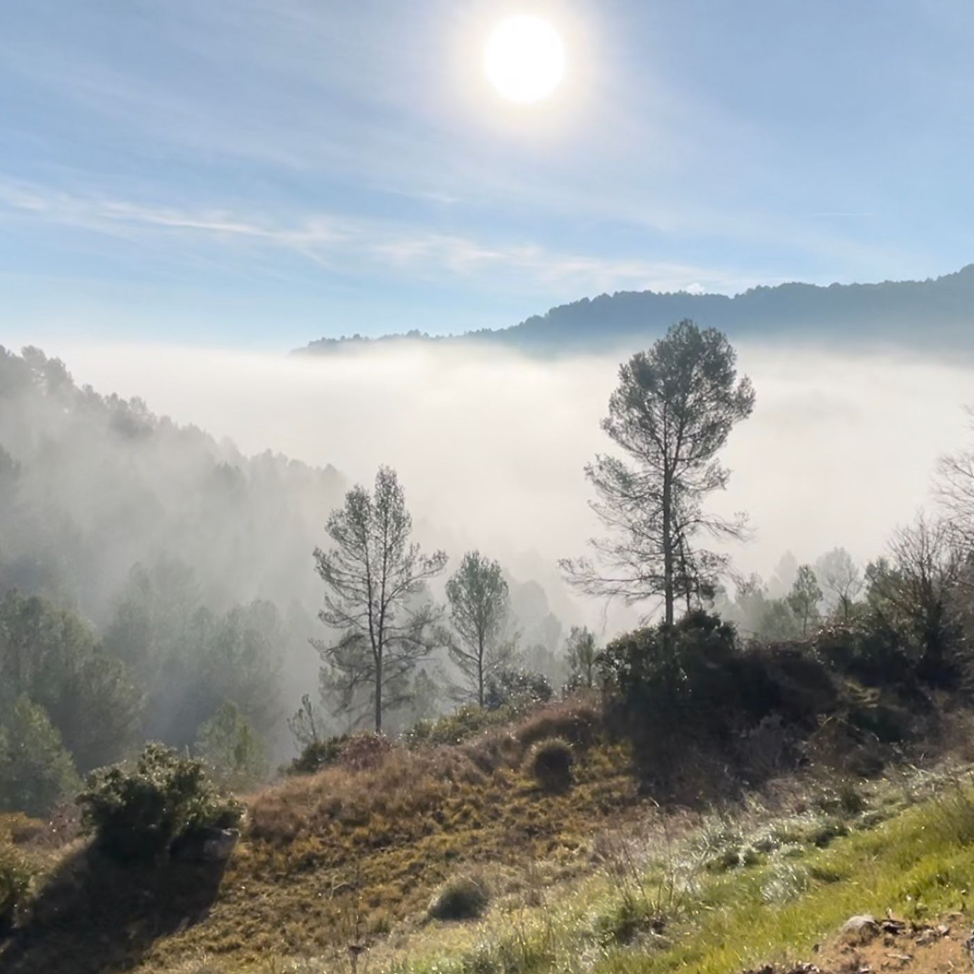 Psicologia i Consciència, “Tornar a Casa”