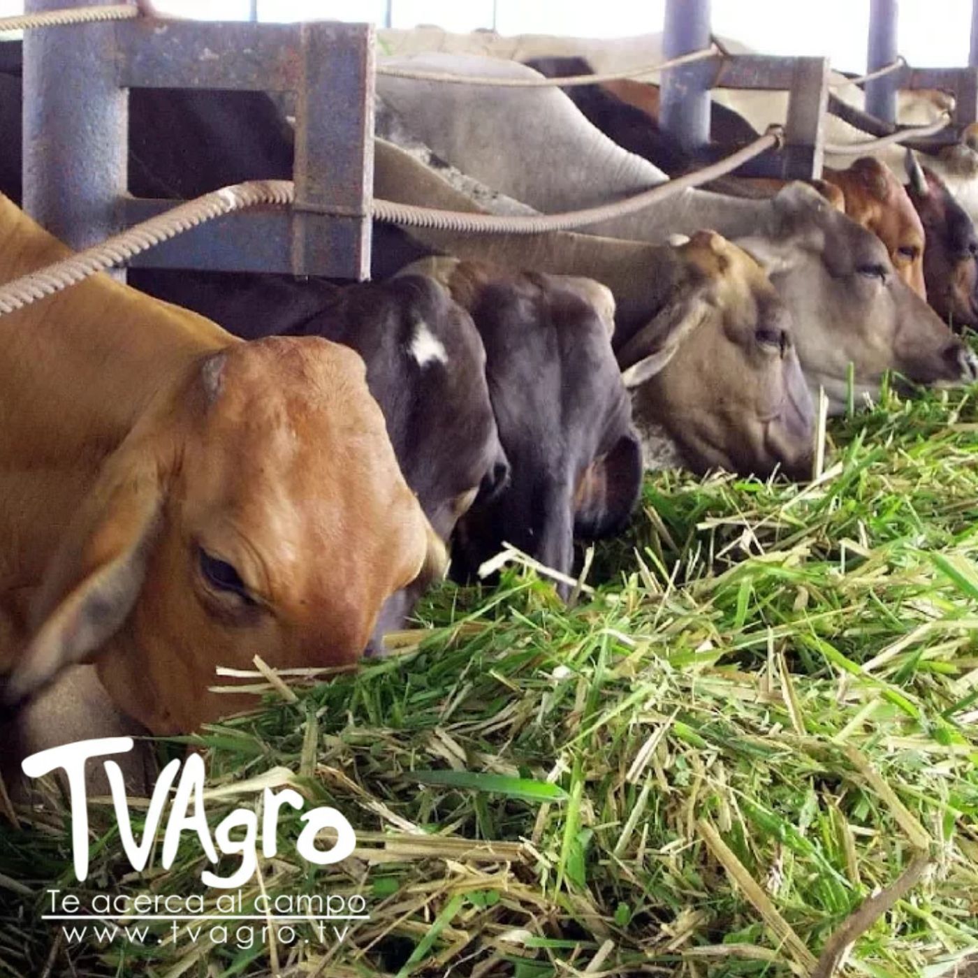 TV AGRO