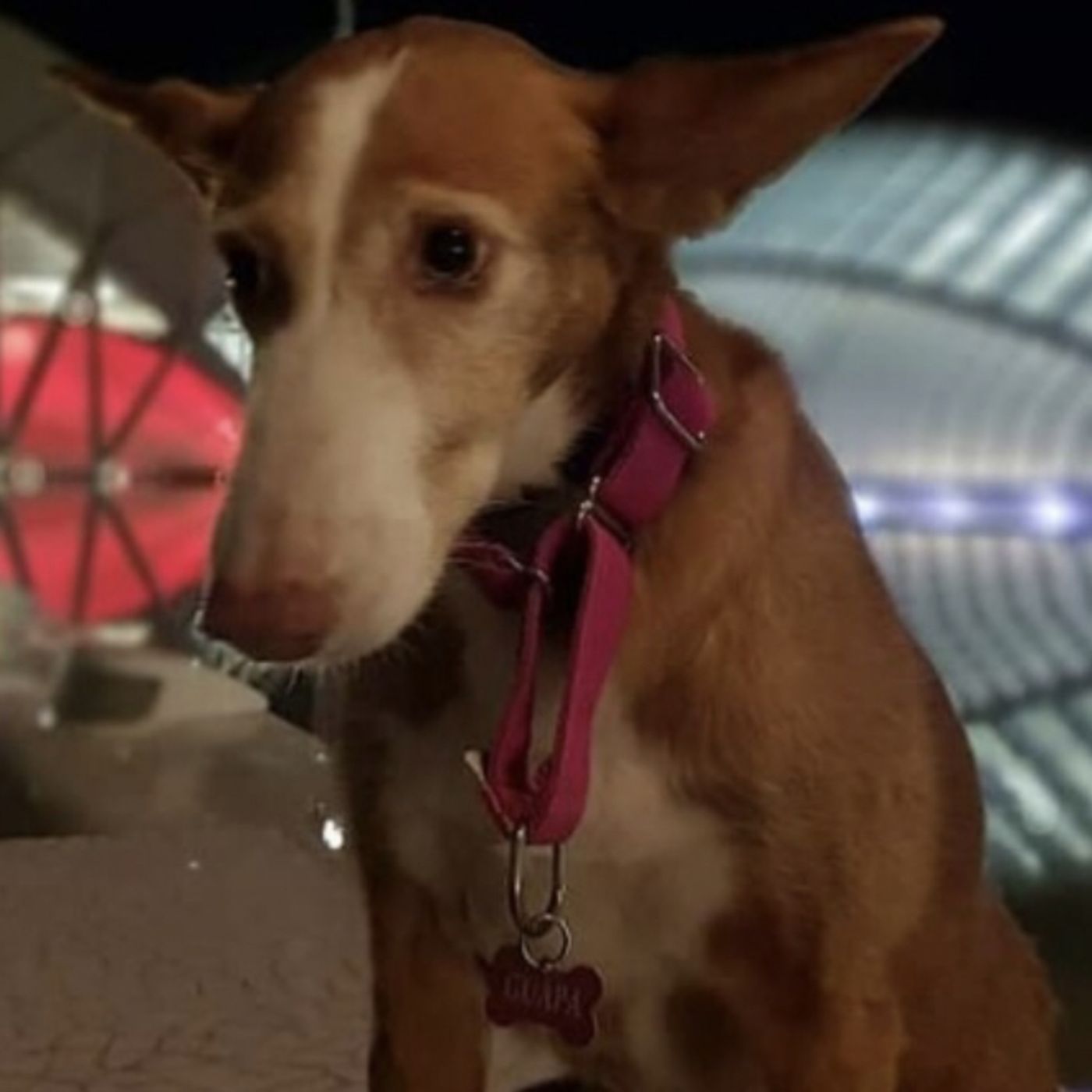 Luna la podenco ladilla.