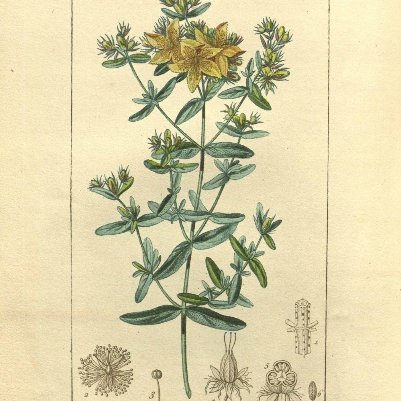 Southern Appalachian Herbs