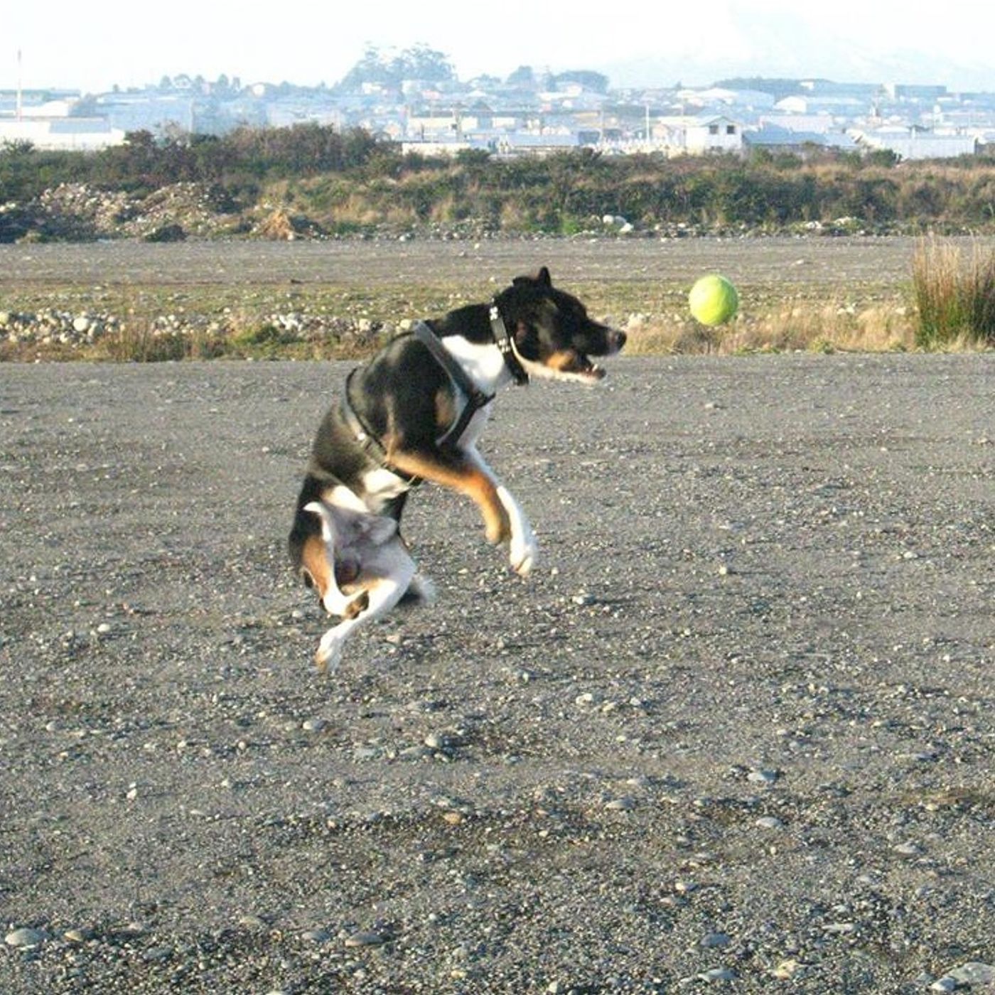 Pistas de Dj Blackydog.