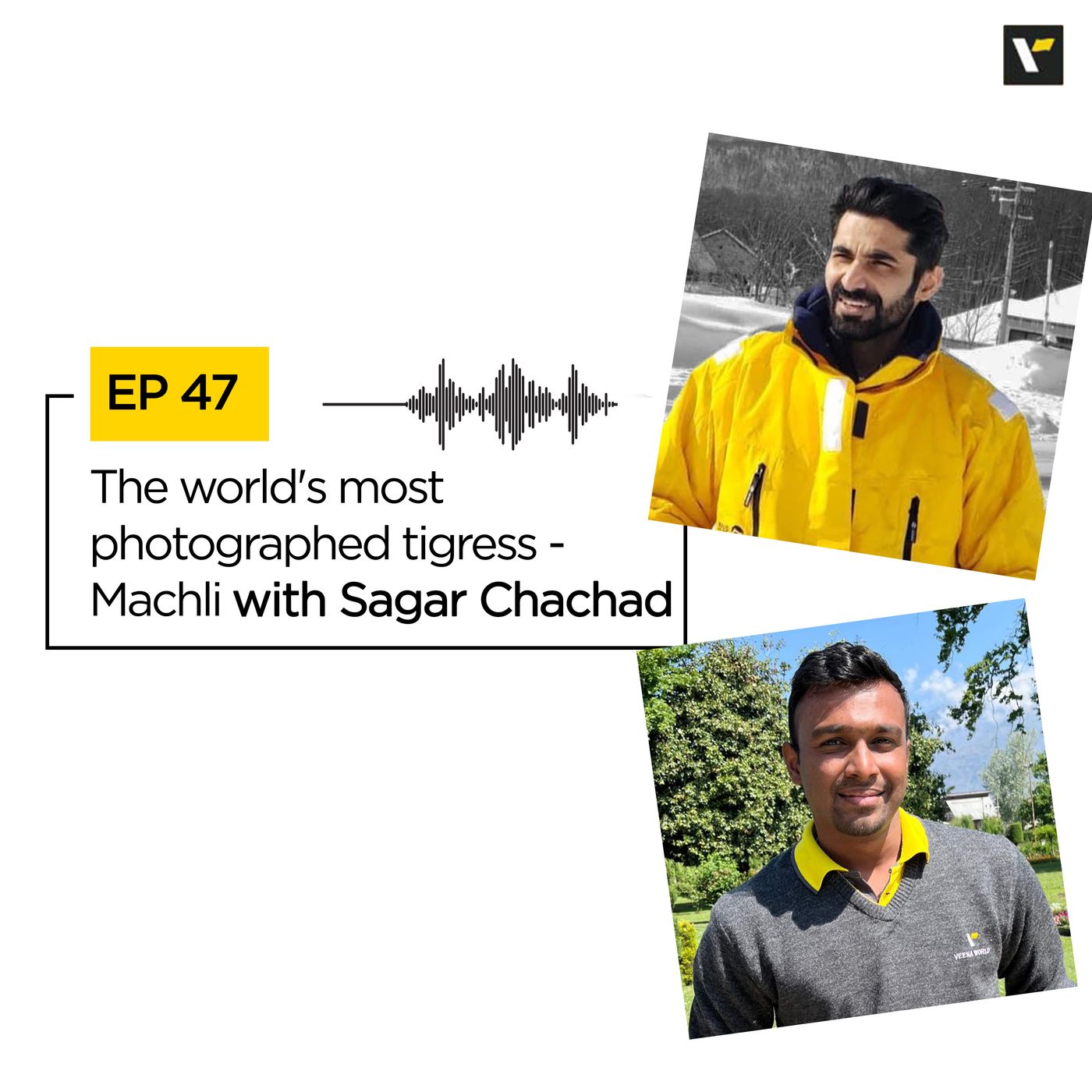 Ep 47 The world's most photographed tigress - Machli | Travel Podcasts | Veena World episode artwork