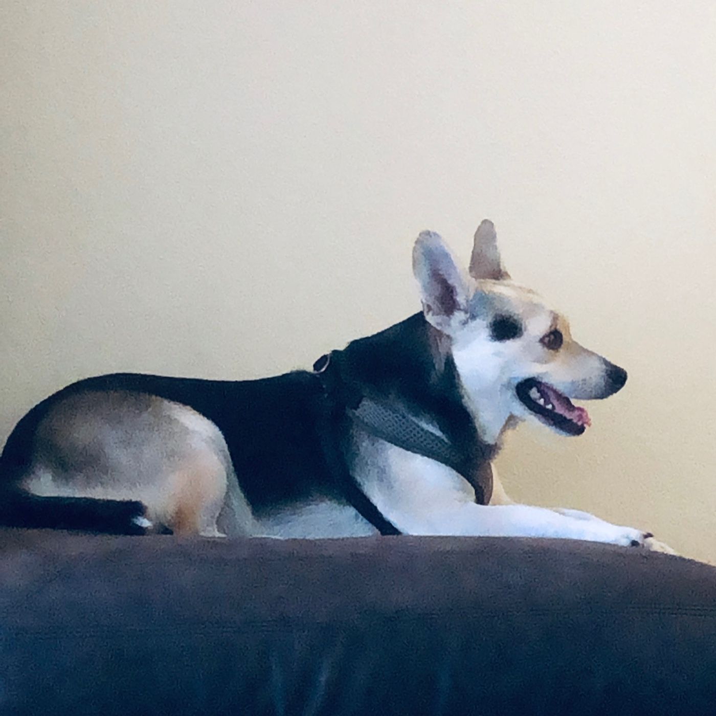 Frankie Maui