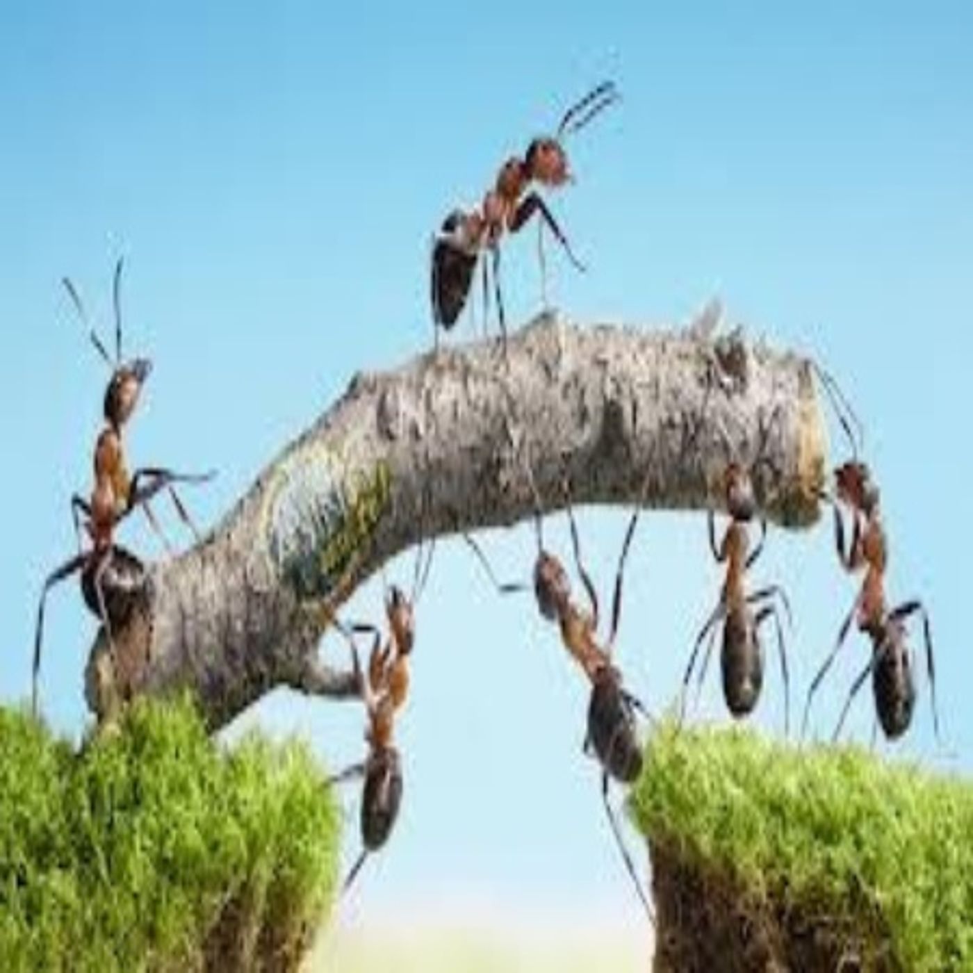 #MotivationalWisdom - Lessons from Ant's episode artwork