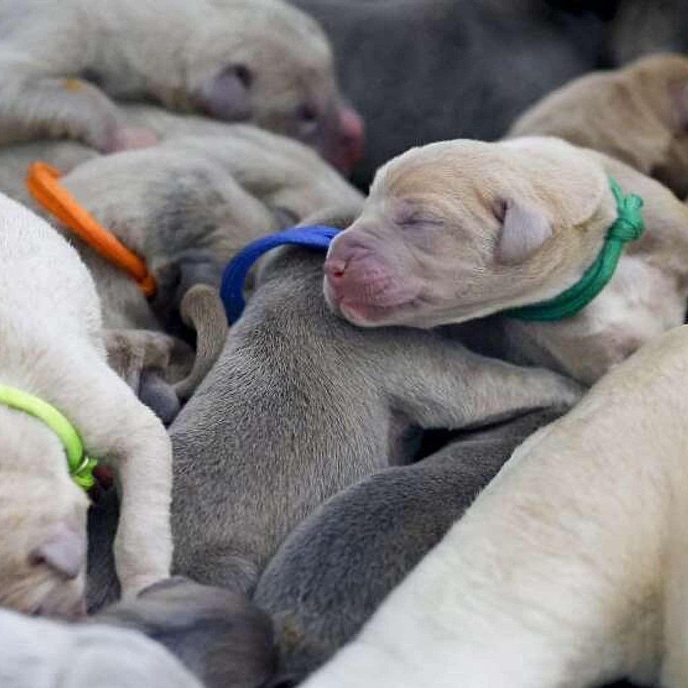 Batavia Great Dane gives birth to 19 puppies: ‘None of us could count straight’