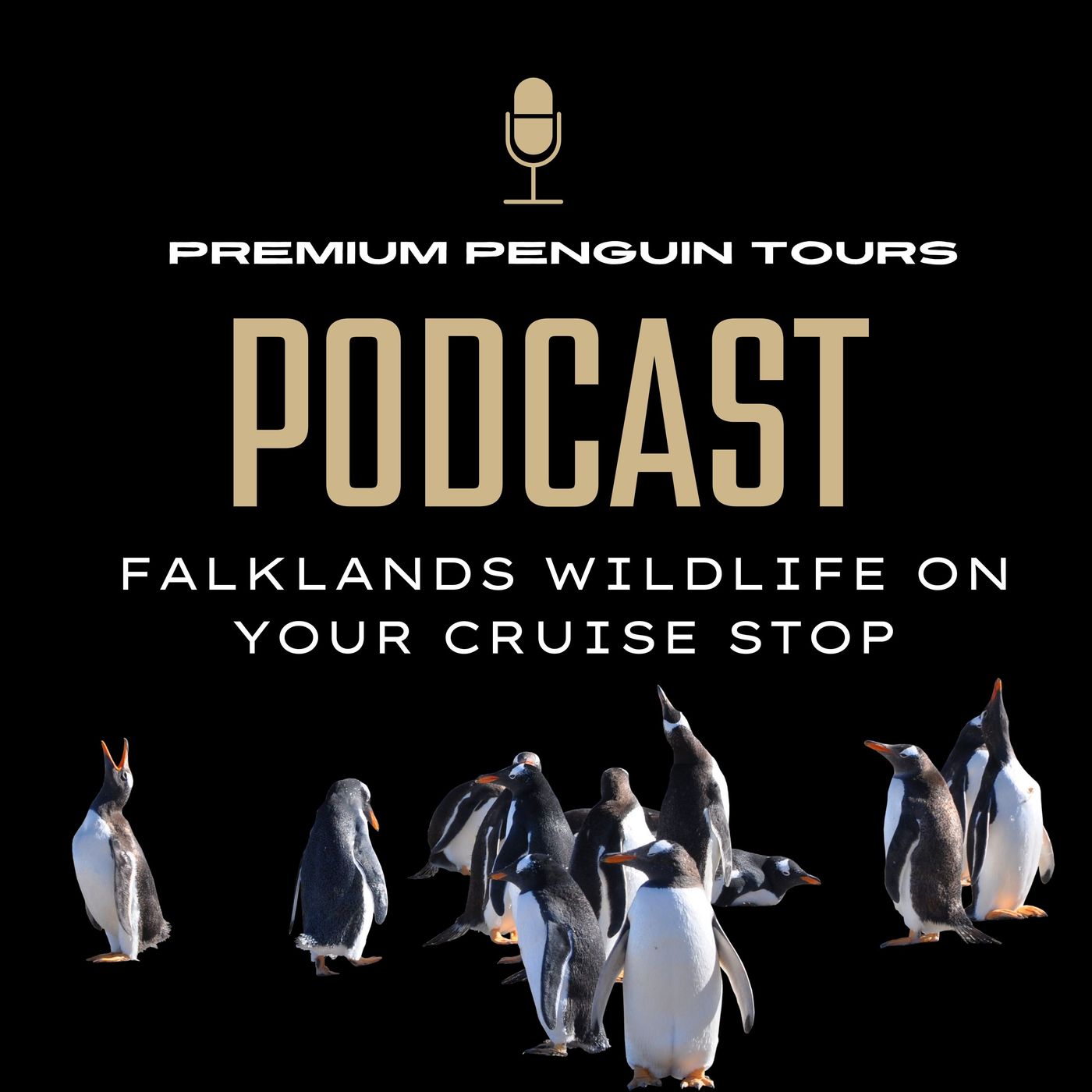 Premium Penguin Tours lets you experience Falklands wildlife on your cruise stop episode artwork