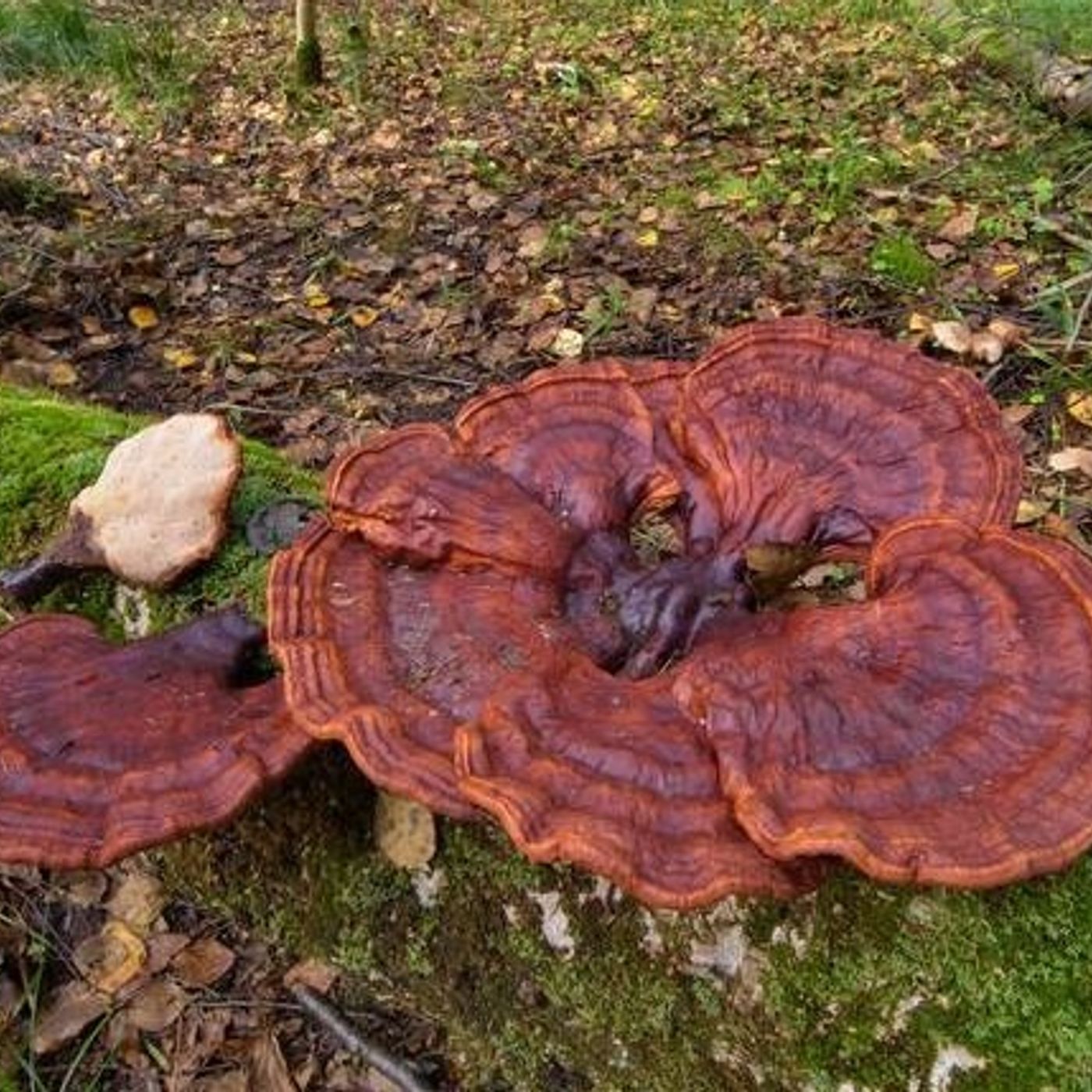 REISHI, il FUNGO dell'IMMORTALITA': TOM BOSCO con EGON HEISS - Cosmolife.it, il mondo di Egon