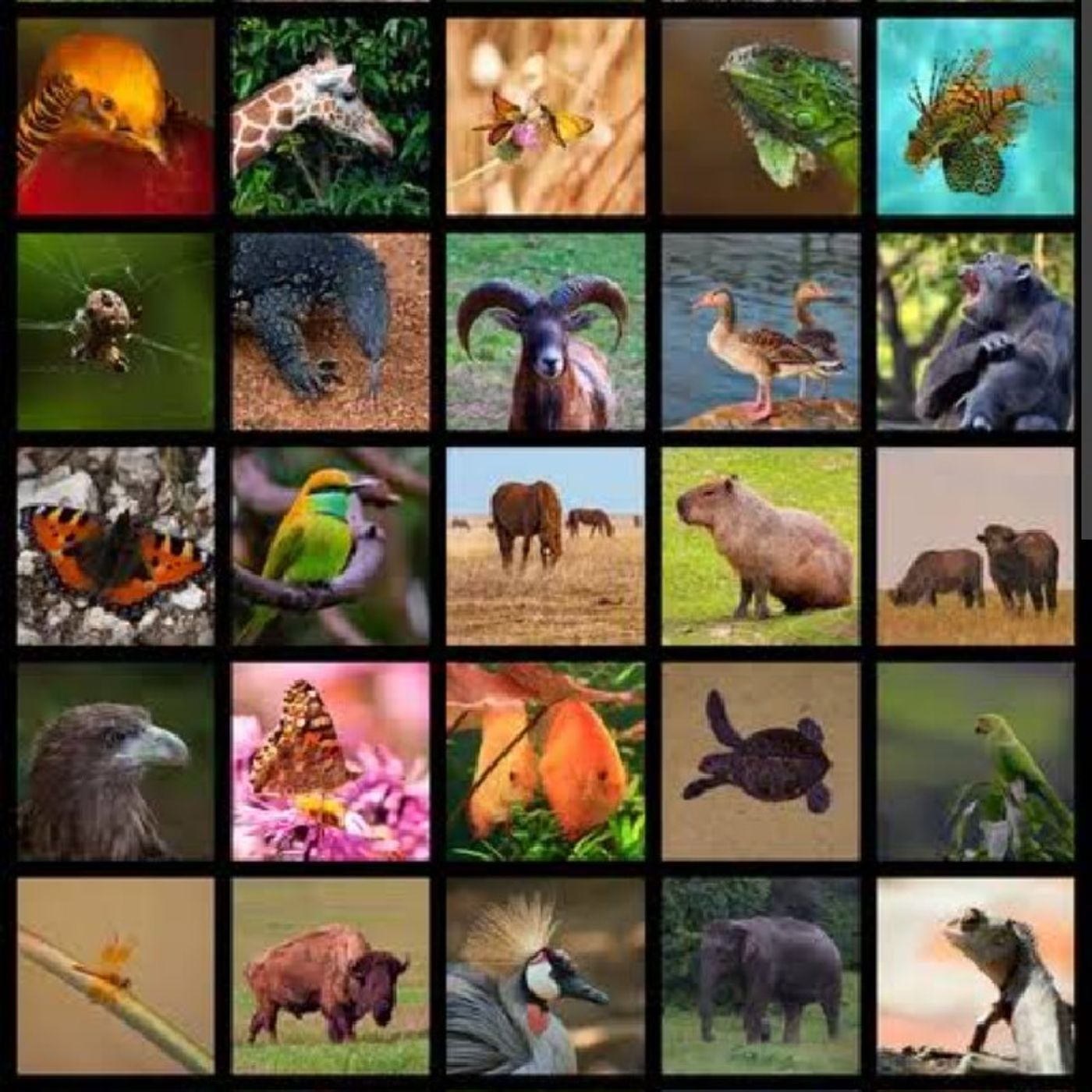 Datos curiosos de los animalitos con Fernanda Butron episode artwork