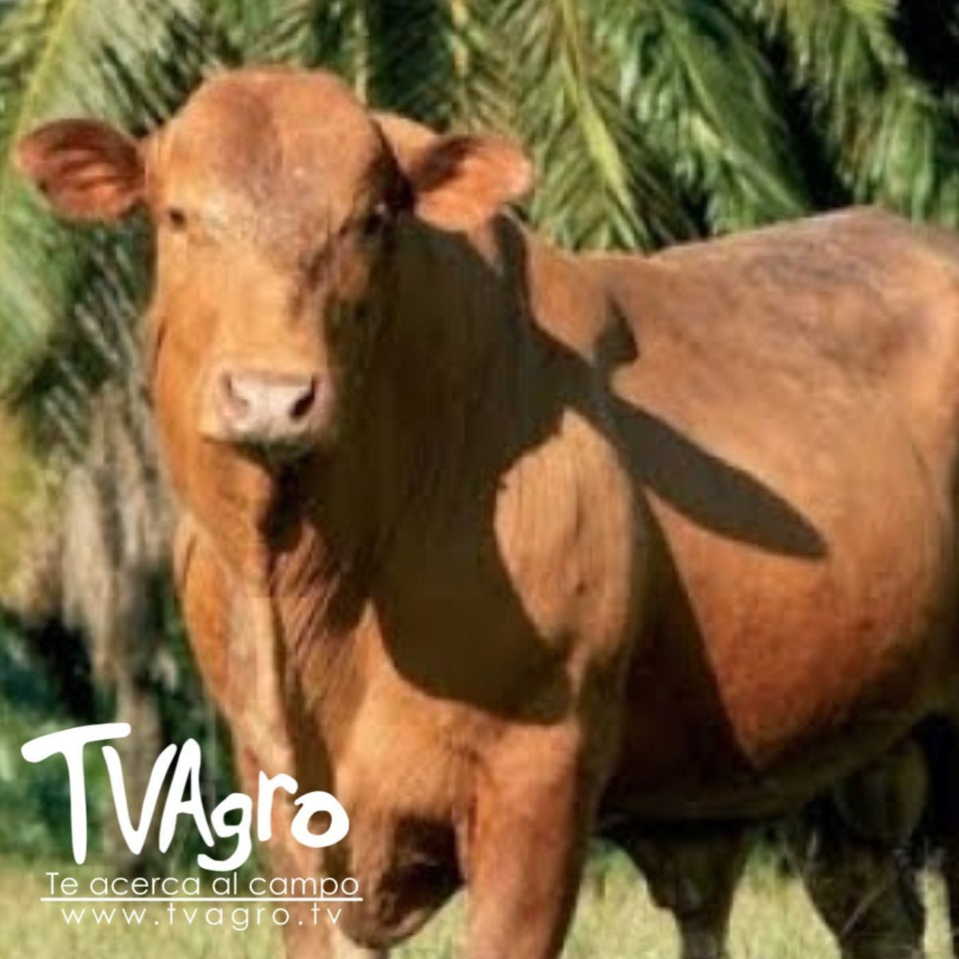 TV AGRO
