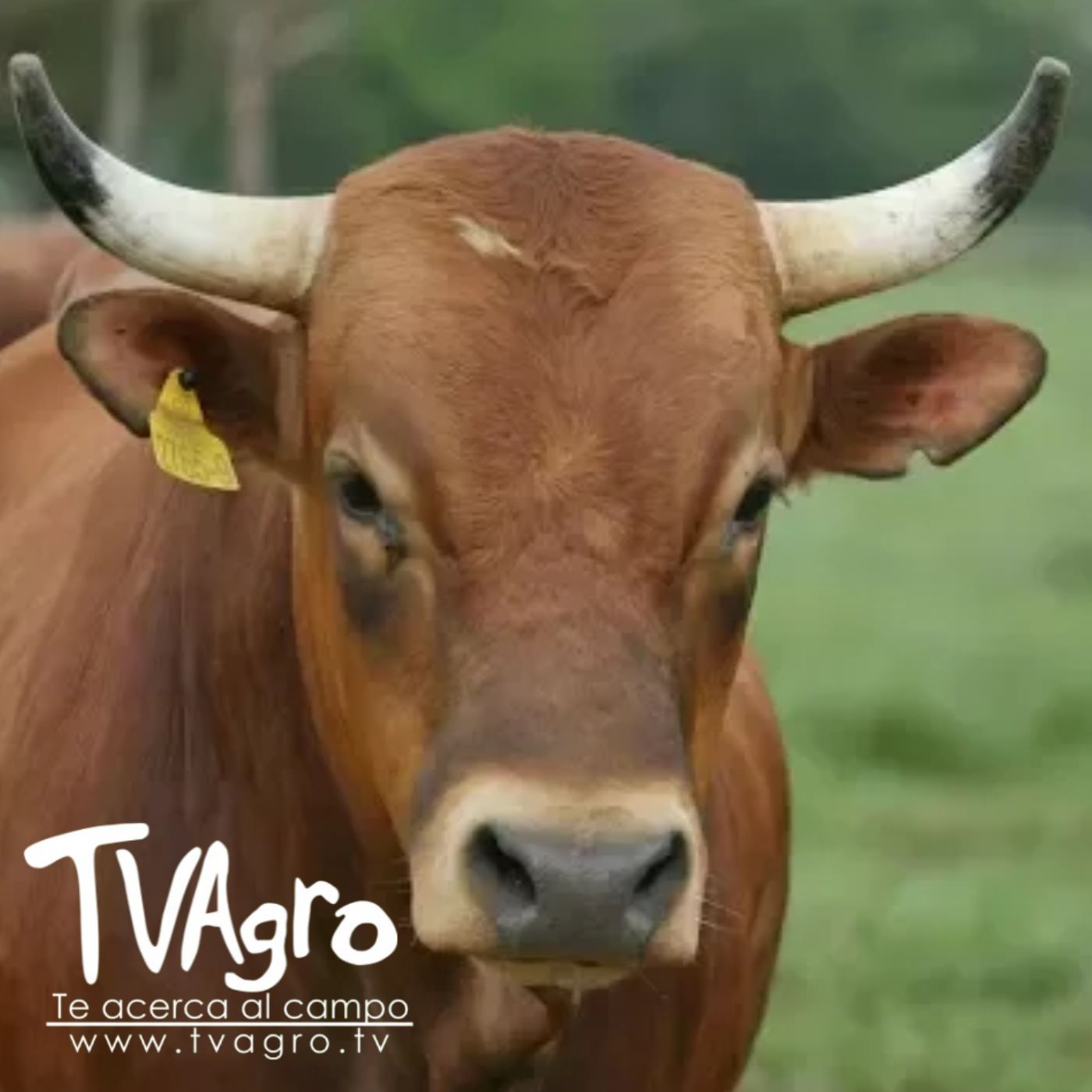 TV AGRO