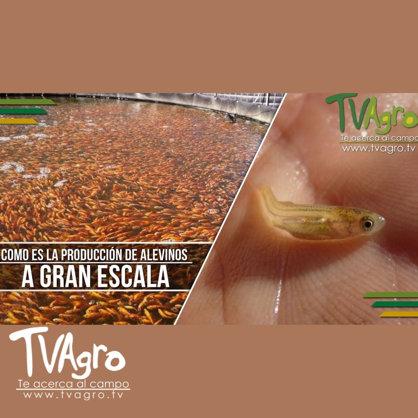 TV AGRO