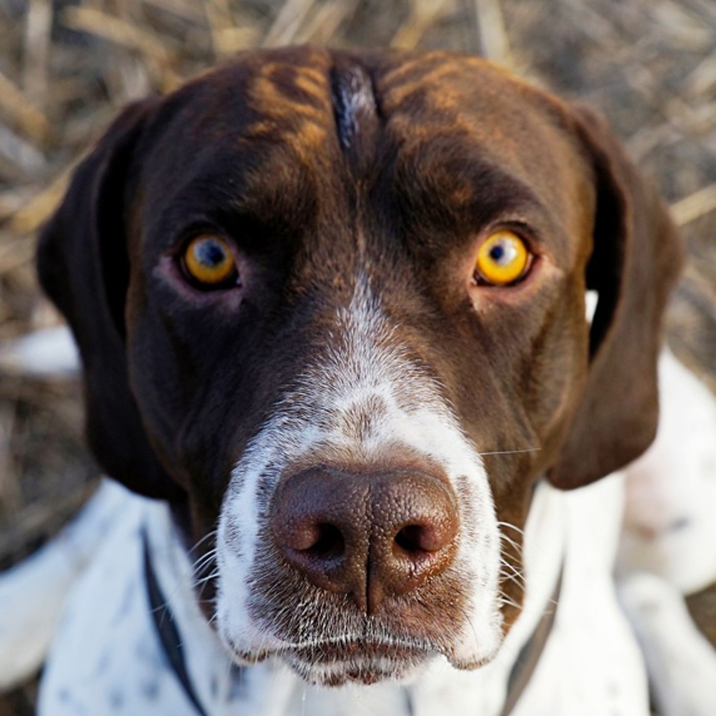 Skudræd eller situationsræd?