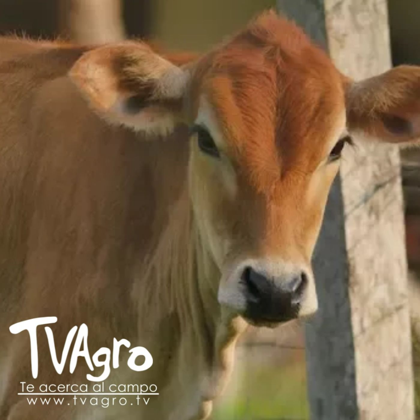 TV AGRO
