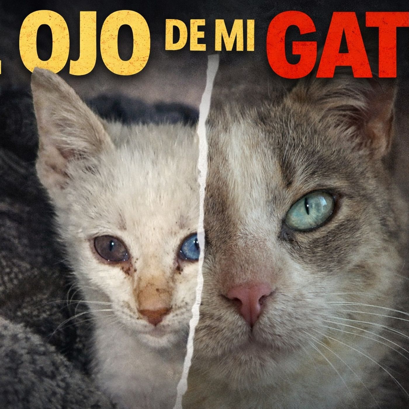 Historias de Miedo Diciembre 23 de 2025 EL OJO DE MI GATO