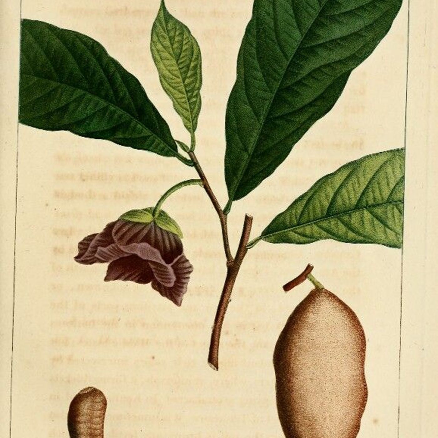 Southern Appalachian Herbs